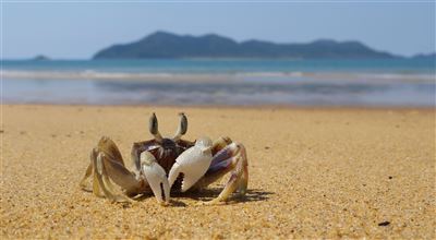 Krabbe in Mission Beach und Dunk Island im Hintergrund